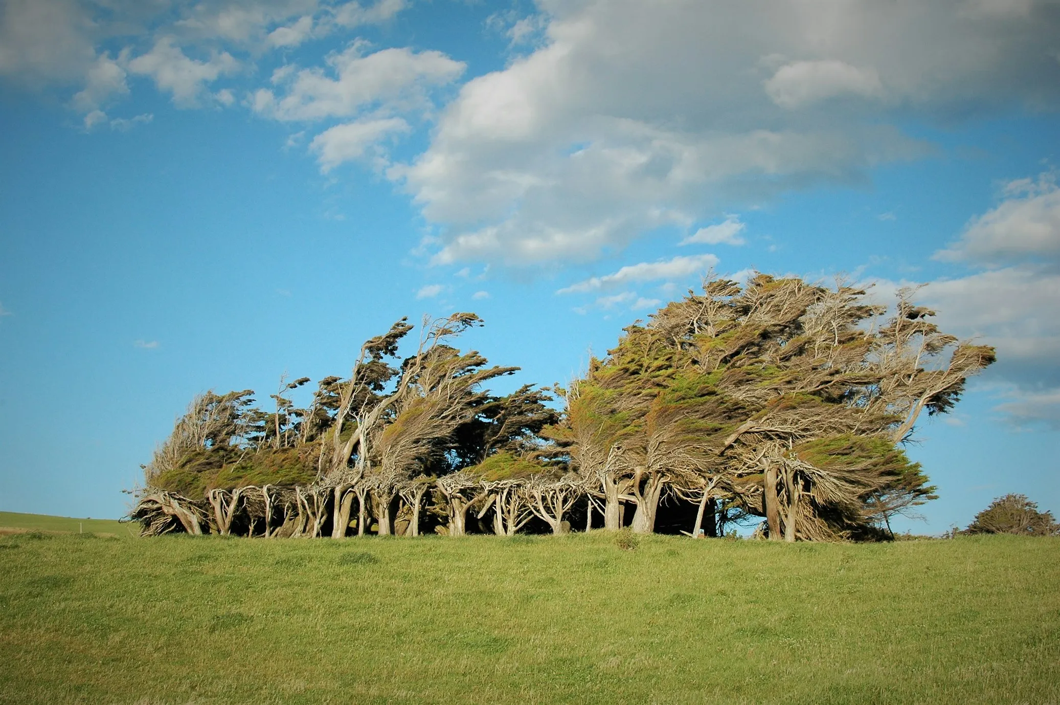 Les spectaculaires arbres tordus de Slope Point Les spectaculaires arbres tordus de Slope Point 5 Les-spectaculaires-arbres-tordus-de-Slope-Point-5