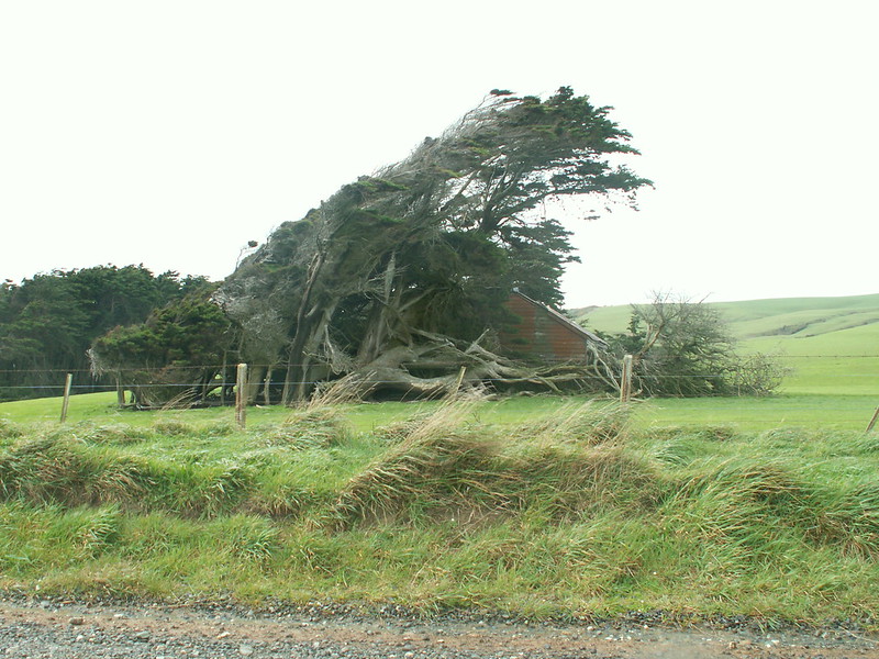 Les spectaculaires arbres tordus de Slope Point Les spectaculaires arbres tordus de Slope Point 7 Les-spectaculaires-arbres-tordus-de-Slope-Point-7