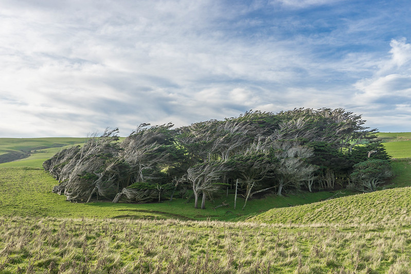 Les spectaculaires arbres tordus de Slope Point Les spectaculaires arbres tordus de Slope Point 8 Les-spectaculaires-arbres-tordus-de-Slope-Point-8