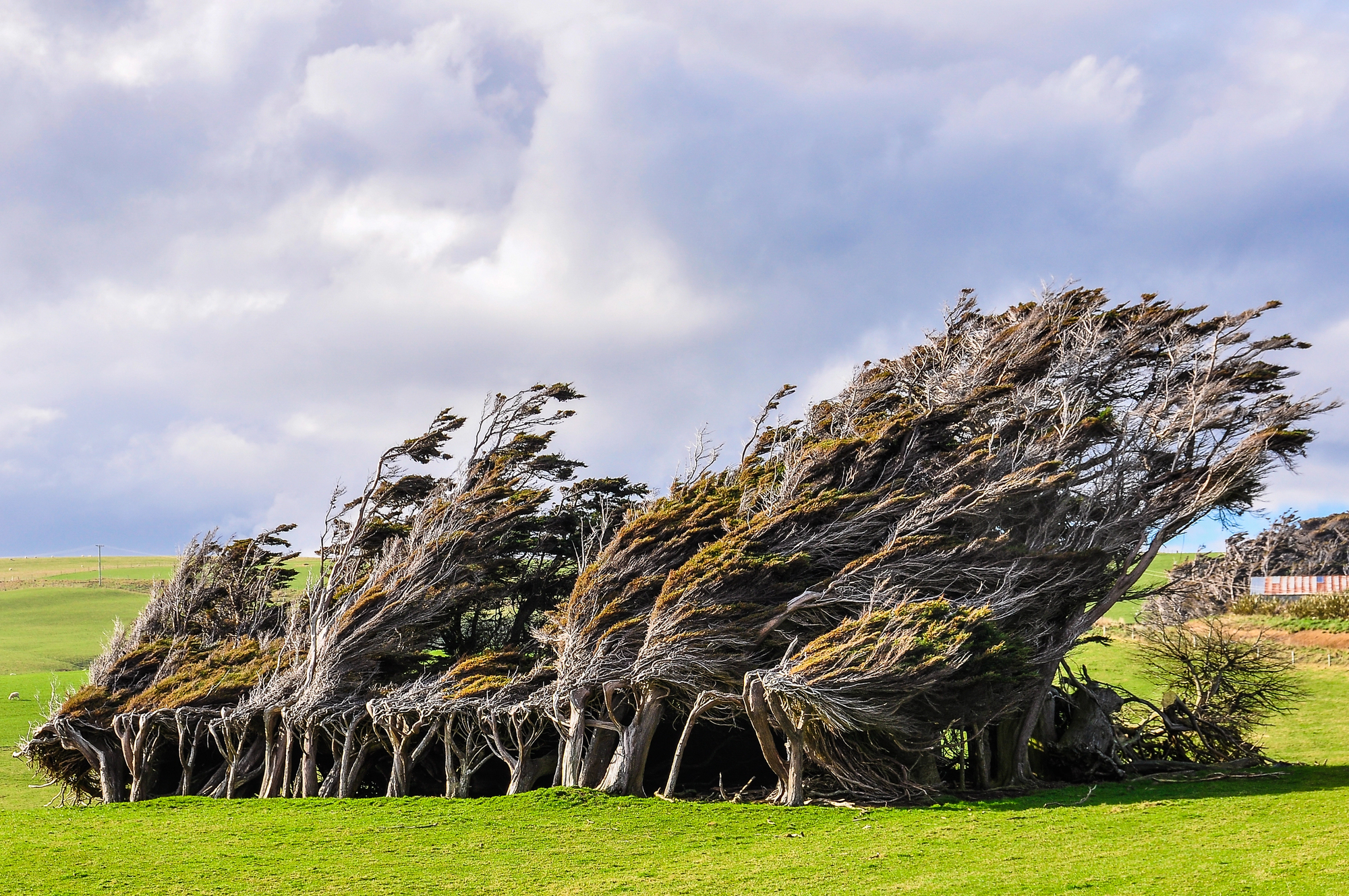 Arbres tordus de Slope Point en Nouvelle-Zélande Arbres tordus près de Slope Point en Nouvelle-Zélande