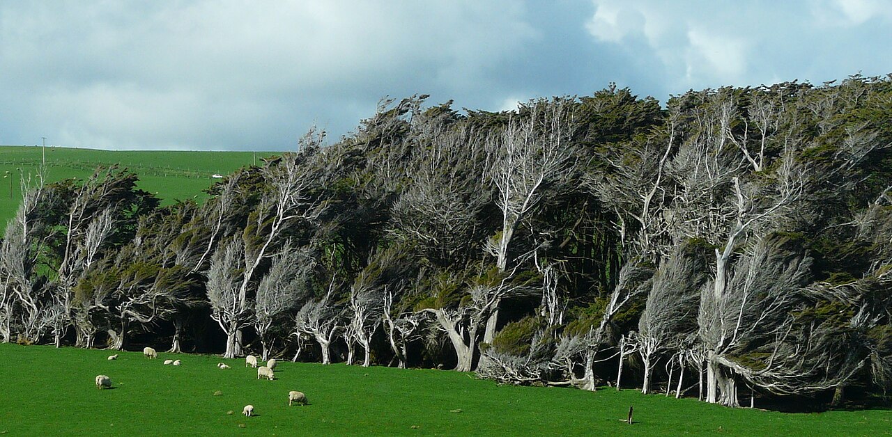 Paysage de Slope Point et arbres tordus Paysage de Slope Point avec ses arbres tordus par le vent en Nouvelle-Zélande
