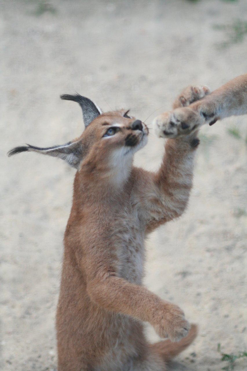 Jeune caracal et ses oreilles noires Jeune caracal montrant ses longues oreilles noires terminées par des pinceaux