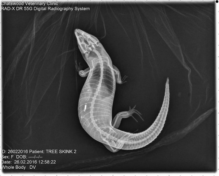 12 animaux en gestation aux rayons X 12 animaux en gestation aux rayons X 6 lezard 12-animaux-en-gestation-aux-rayons-x-6-lezard