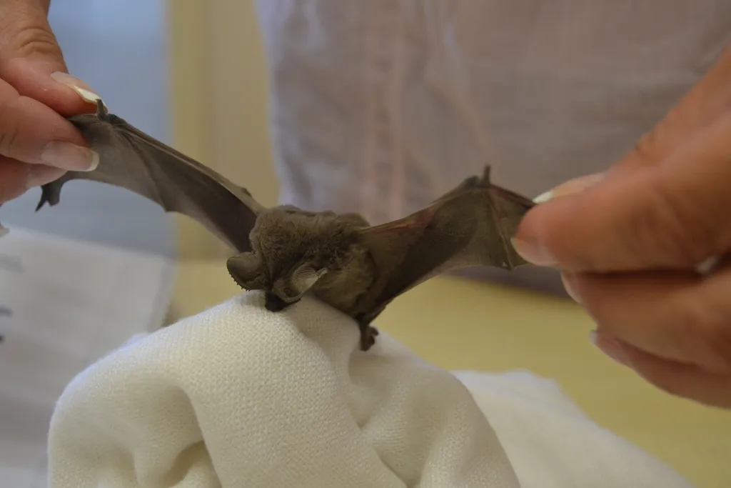 L'animal le plus rapide du monde est une chauve-souris brésilienne L animal le plus rapide du monde est une chauve souris bresilienne 2 L-animal-le-plus-rapide-du-monde-est-une-chauve-souris-bresilienne-2.