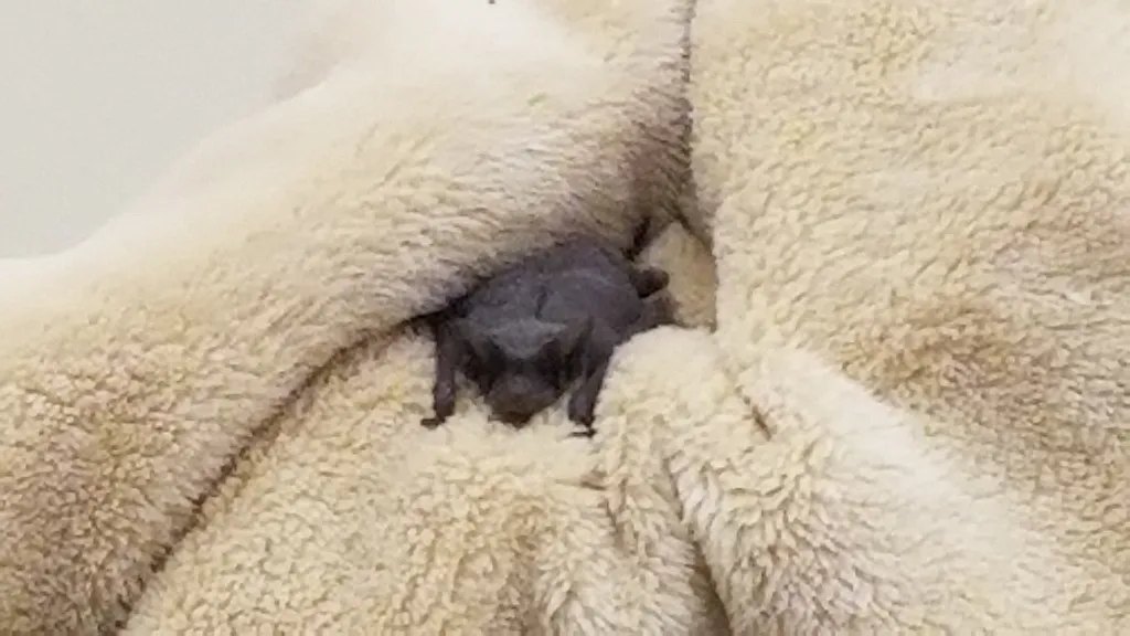 L'animal le plus rapide du monde est une chauve-souris brésilienne L animal le plus rapide du monde est une chauve souris bresilienne 3 L-animal-le-plus-rapide-du-monde-est-une-chauve-souris-bresilienne-3