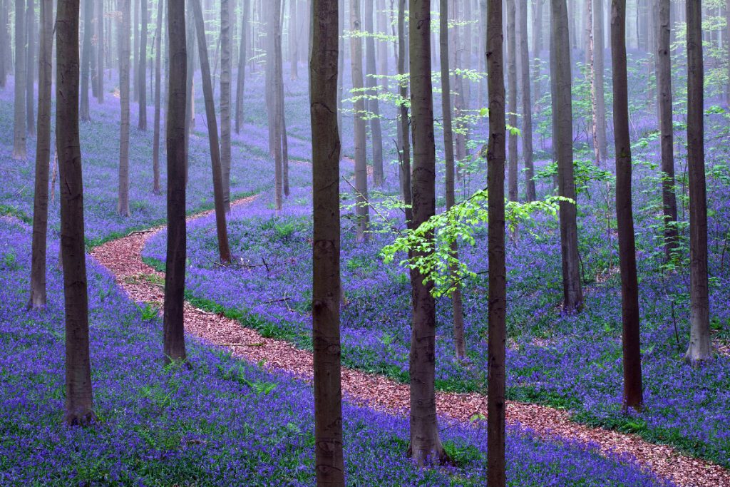 11 forêts magiques mais réelles bien qu'elles semblent issues d'un conte de fée 11 forets magiques mais reelles bien qu elles semblent issues d un conte de fee 3 hallerbos foret bleue 11-forets-magiques-mais-reelles-bien-qu-elles-semblent-issues-d-un-conte-de-fee-3-hallerbos-foret-bleue