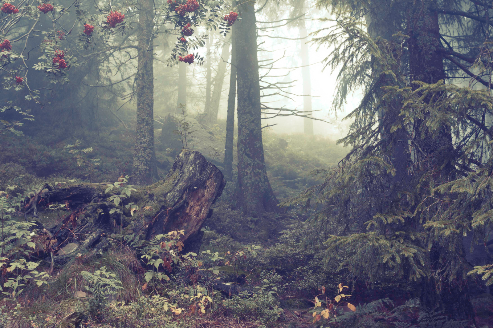 11 forêts magiques mais réelles bien qu'elles semblent issues d'un conte de fée 11 forets magiques mais reelles bien qu elles semblent issues d un conte de fee 5 foret noire 1 11-forets-magiques-mais-reelles-bien-qu-elles-semblent-issues-d-un-conte-de-fee-5-foret-noire-1