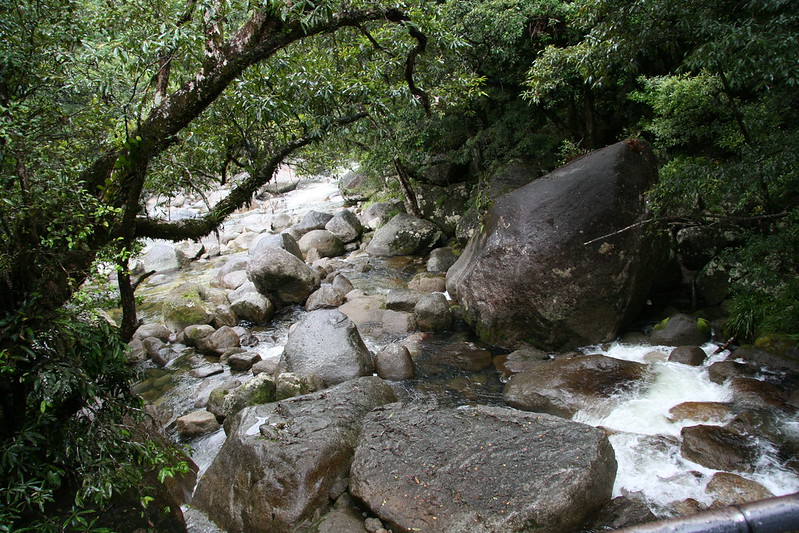 11 forêts magiques mais réelles bien qu'elles semblent issues d'un conte de fée 11 forets magiques mais reelles bien qu elles semblent issues d un conte de fee 8 Le Daintree Rainforest 11-forets-magiques-mais-reelles-bien-qu-elles-semblent-issues-d-un-conte-de-fee-8-Le-Daintree-Rainforest