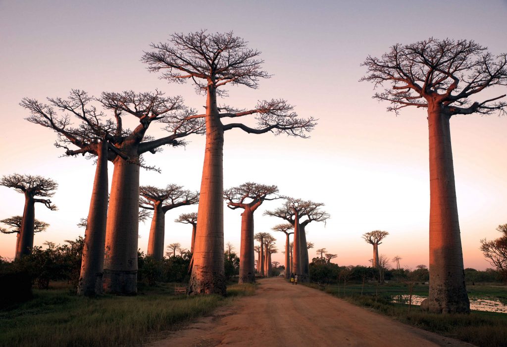11 forêts magiques mais réelles bien qu'elles semblent issues d'un conte de fée 11 forets magiques mais reelles bien qu elles semblent issues d un conte de fee 9 avenue des baobabs 11-forets-magiques-mais-reelles-bien-qu-elles-semblent-issues-d-un-conte-de-fee-9-avenue-des-baobabs