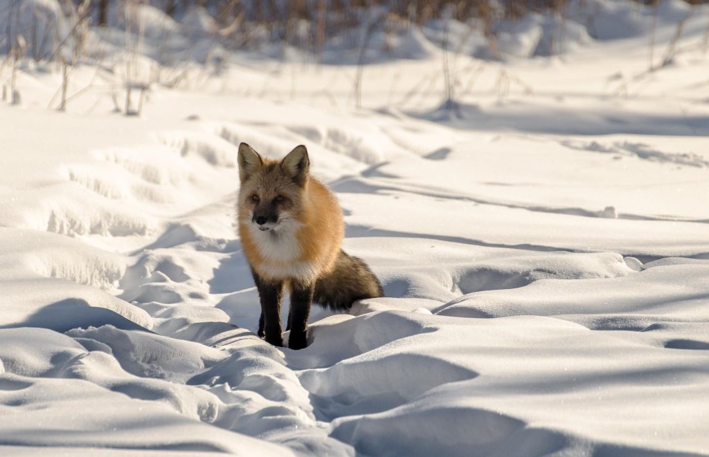 15 magnifiques photos de renards dans la neige 15 magnifiques photos de renards dans la neige 12 15-magnifiques-photos-de-renards-dans-la-neige-12