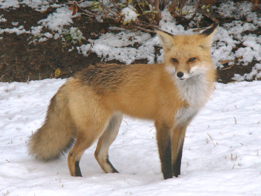15 magnifiques photos de renards dans la neige 15 magnifiques photos de renards dans la neige 5 15-magnifiques-photos-de-renards-dans-la-neige-5