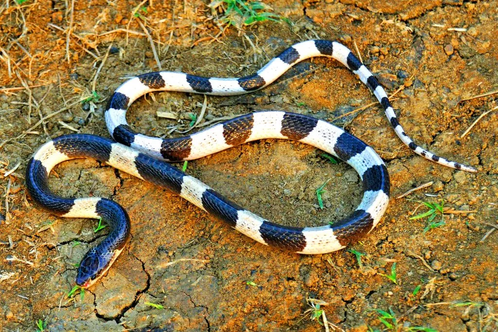 Les 21 serpents les plus venimeux et mortels 20 serpents les plus venimeux mortel Bongare malaisie 20-serpents-les-plus-venimeux-mortel-Bongare-malaisie