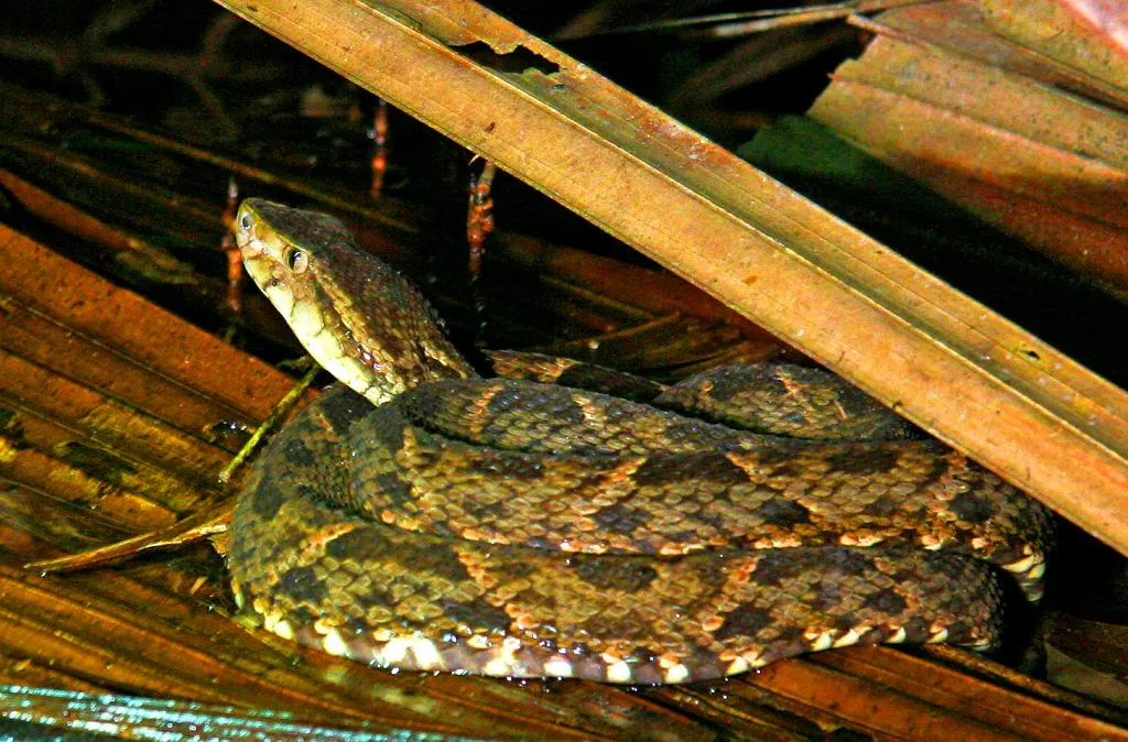 Les 21 serpents les plus venimeux et mortels 20 serpents les plus venimeux mortel Terciopelo 20-serpents-les-plus-venimeux-mortel-Terciopelo