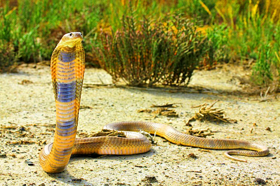 Les 21 serpents les plus venimeux et mortels 20 serpents les plus venimeux mortel cobra caspien 20-serpents-les-plus-venimeux-mortel-cobra-caspien