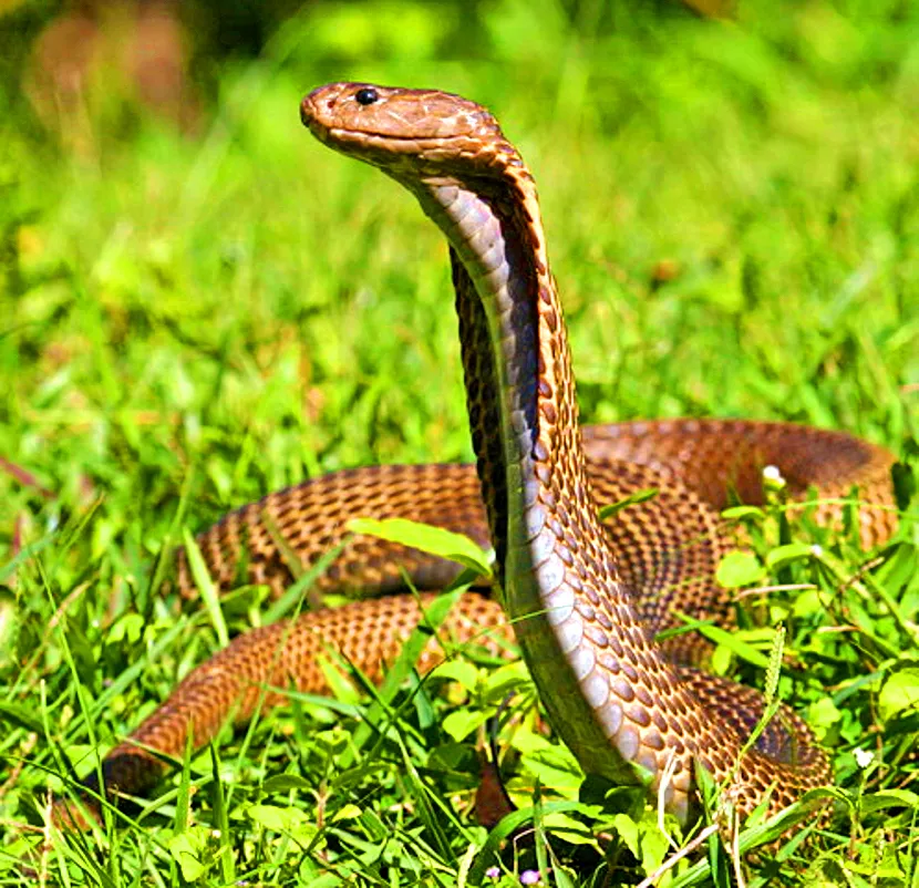 Les 21 serpents les plus venimeux et mortels 20 serpents les plus venimeux mortel cobra des philipinnes 20-serpents-les-plus-venimeux-mortel-cobra-des-philipinnes