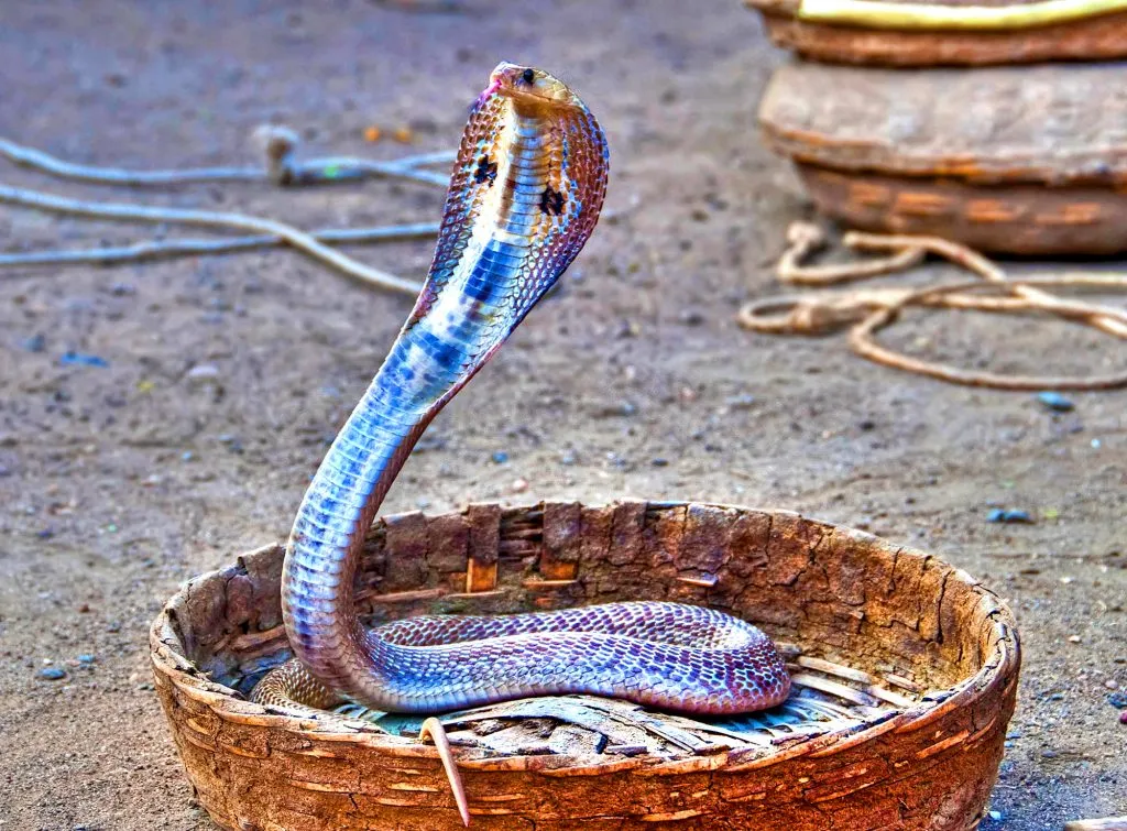 Les 21 serpents les plus venimeux et mortels 20 serpents les plus venimeux mortel cobra indien 20-serpents-les-plus-venimeux-mortel-cobra-indien