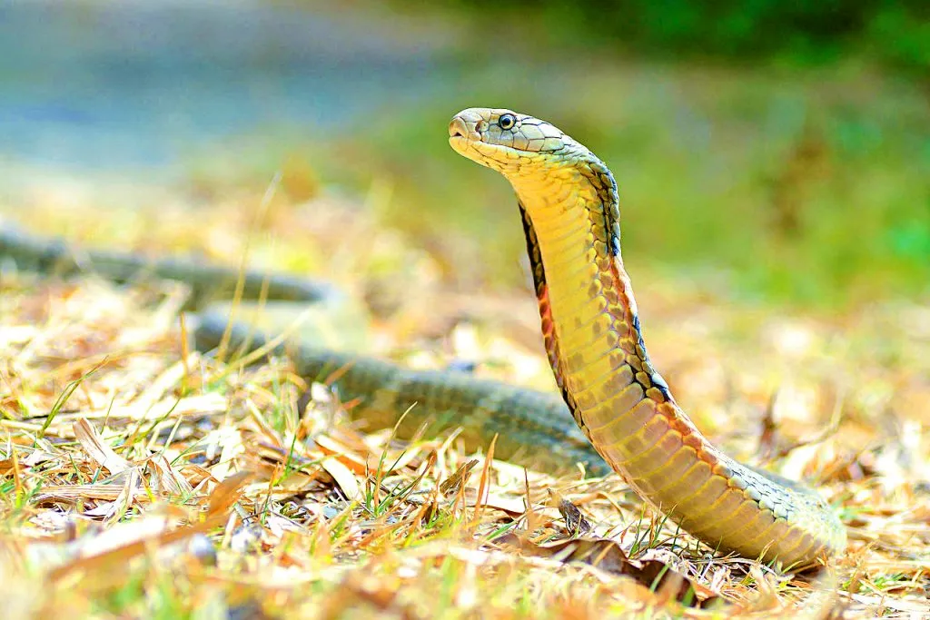 Les 21 serpents les plus venimeux et mortels 20 serpents les plus venimeux mortel cobra royal 20-serpents-les-plus-venimeux-mortel-cobra-royal