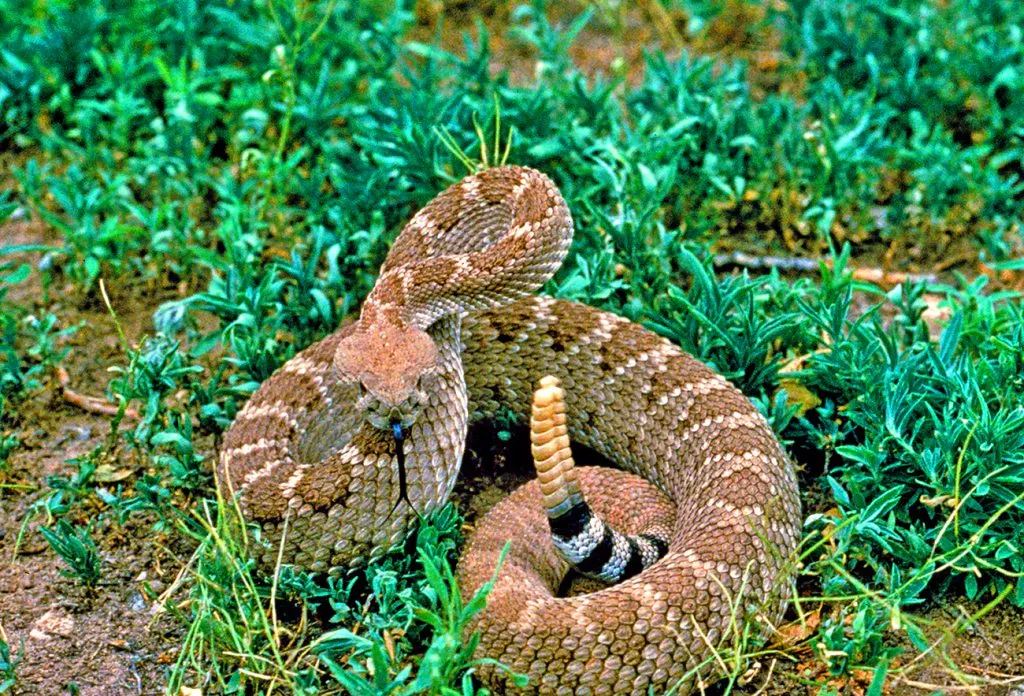 Les 21 serpents les plus venimeux et mortels 20 serpents les plus venimeux mortel crotale diamantin ouest 20-serpents-les-plus-venimeux-mortel-crotale-diamantin-ouest