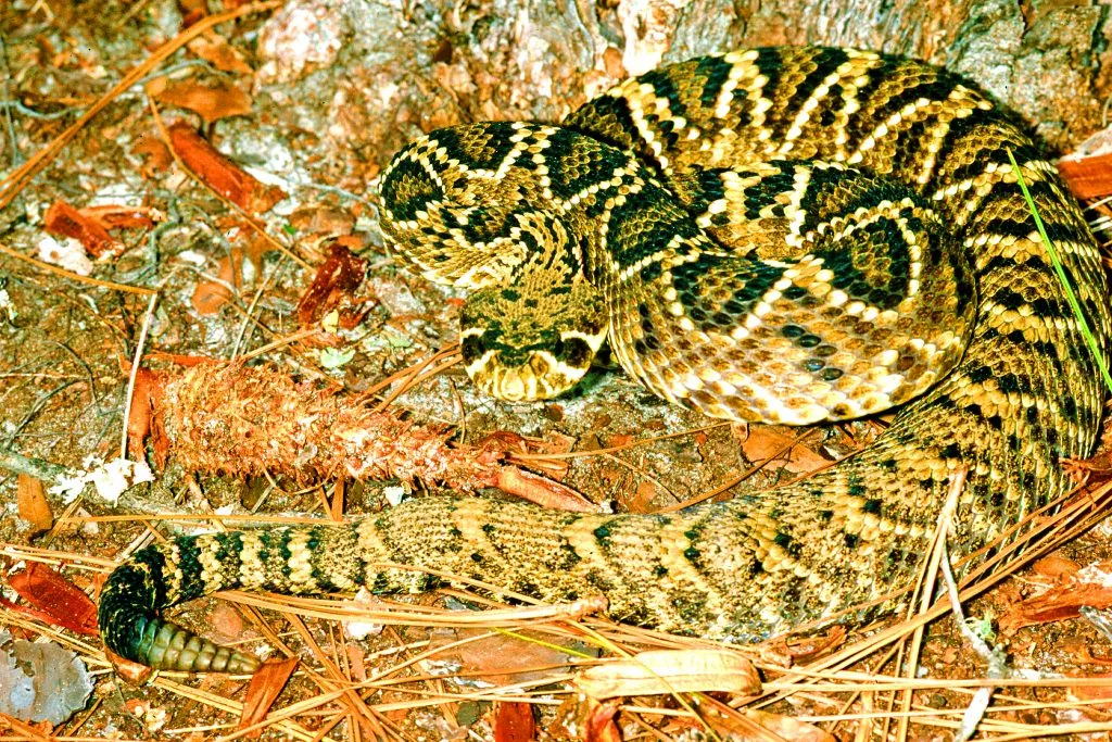 Les 21 serpents les plus venimeux et mortels 20 serpents les plus venimeux mortel crotale diamantin 20-serpents-les-plus-venimeux-mortel-crotale-diamantin