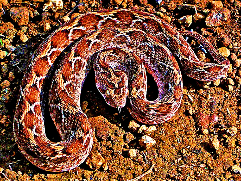 Les 21 serpents les plus venimeux et mortels 20 serpents les plus venimeux mortel echide 20-serpents-les-plus-venimeux-mortel-echide