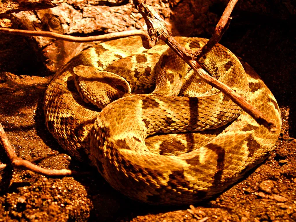 Les 21 serpents les plus venimeux et mortels 20 serpents les plus venimeux mortel fer de lance commun 20-serpents-les-plus-venimeux-mortel-fer-de-lance-commun