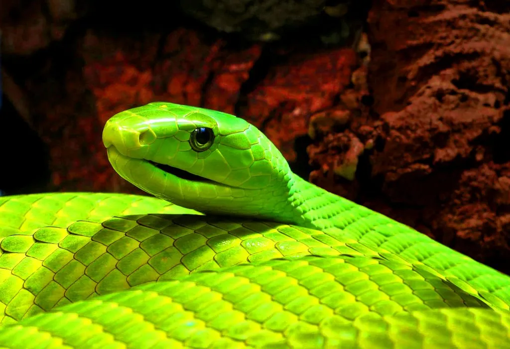 Les 21 serpents les plus venimeux et mortels 20 serpents les plus venimeux mortel mamba vert 20-serpents-les-plus-venimeux-mortel-mamba-vert