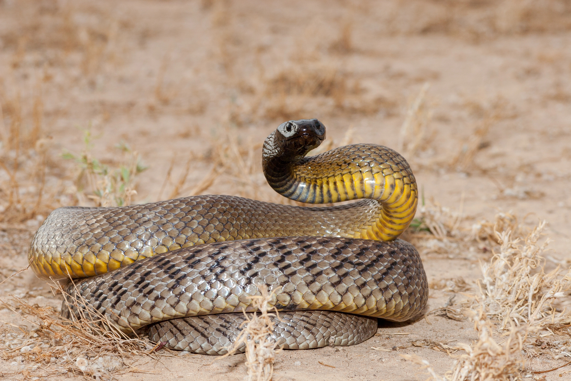 Les 21 serpents les plus venimeux et mortels 20 serpents les plus venimeux mortel taipan du desert 20-serpents-les-plus-venimeux-mortel-taipan-du-desert