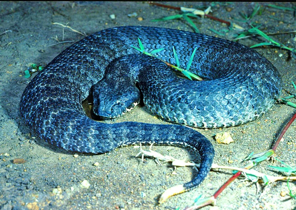 Les 21 serpents les plus venimeux et mortels 20 serpents les plus venimeux mortel vipere de la mort 20-serpents-les-plus-venimeux-mortel-vipere-de-la-mort