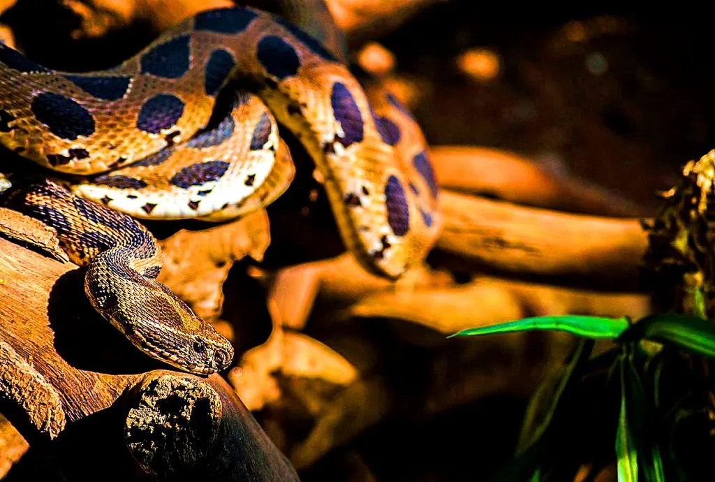 Les 21 serpents les plus venimeux et mortels 20 serpents les plus venimeux mortel vipere de russel 0-serpents-les-plus-venimeux-mortel-vipere-de-russel