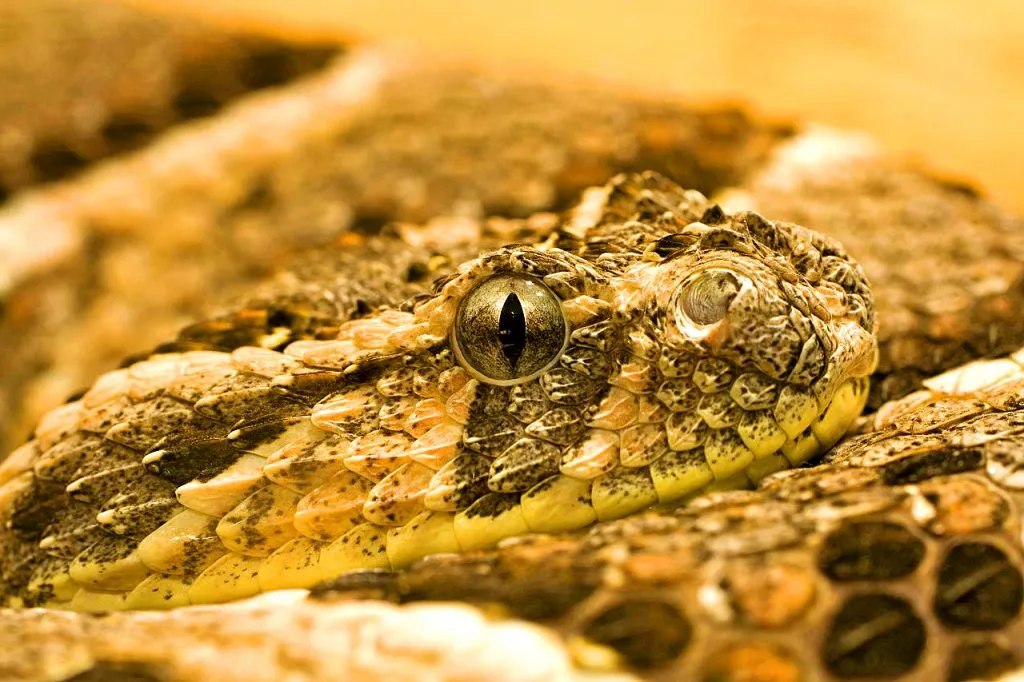 Les 21 serpents les plus venimeux et mortels 20 serpents les plus venimeux mortel vipere heurtante 20-serpents-les-plus-venimeux-mortel-vipere-heurtante