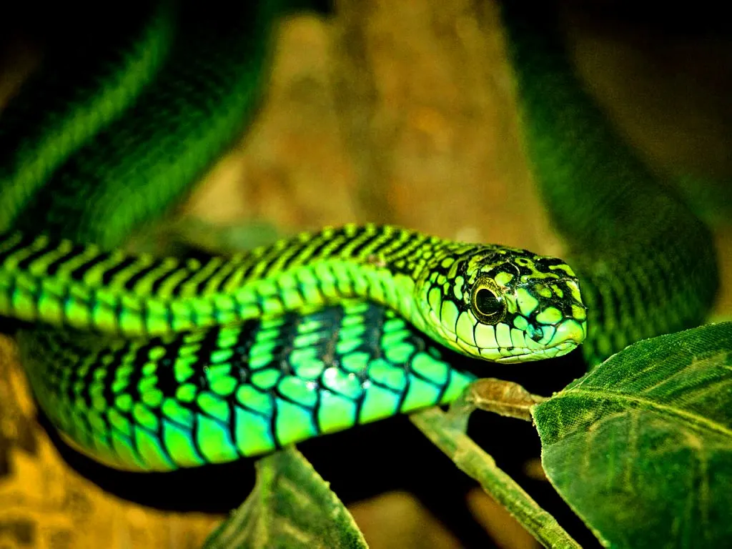 Les 21 serpents les plus venimeux et mortels Les 20 serpents les plus venimeux et mortels boomslang Les-20-serpents-les-plus-venimeux-et-mortels-boomslang