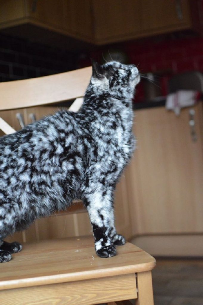 Scrappy vieux chat au pelage marbré étonnant Scrappy vieux chat au pelage marbre etonnant et magnifique 6 Scrappy vieux chat au pelage marbre etonnant et magnifique 6