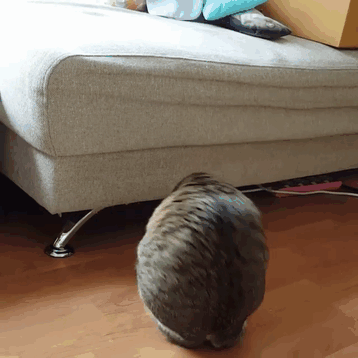 Able, un incroyable chat à deux pattes able un incroyable chat a deux pattes 5 able un incroyable chat a deux pattes 5