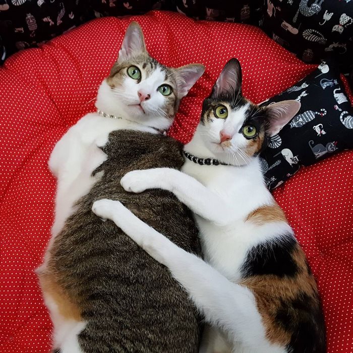 Able, un incroyable chat à deux pattes able un incroyable chat a deux pattes 7 able un incroyable chat a deux pattes 7