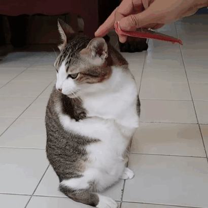 Able, un incroyable chat à deux pattes able un incroyable chat a deux pattes 8 able un incroyable chat a deux pattes 8