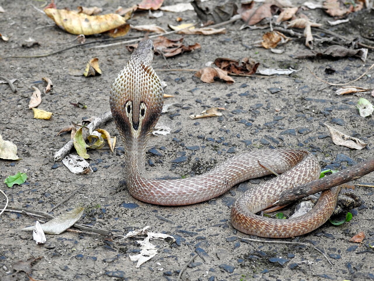 Cobra indien Naja naja Cobra indien Naja naja, serpent venimeux du sous-continent indien