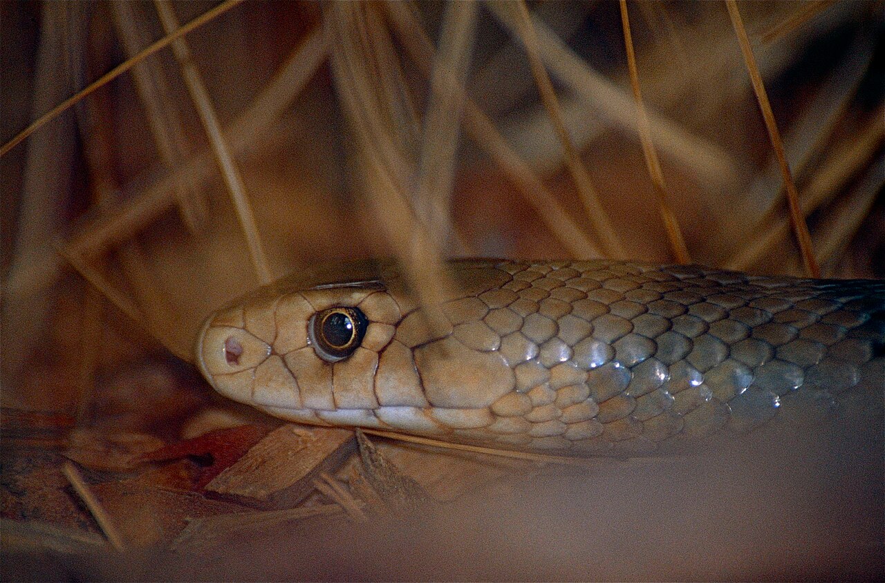 Serpent brun oriental Pseudonaja textilis Serpent brun oriental Pseudonaja textilis photographié en Australie