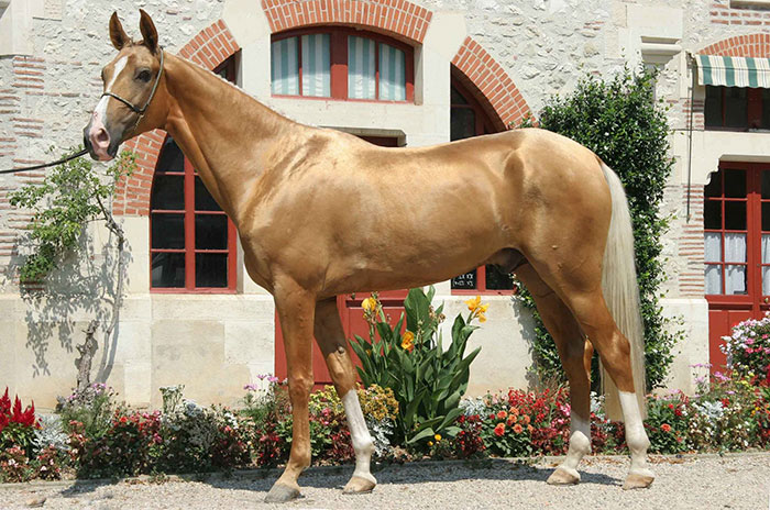 Le Akhal-Teke, le cheval doré au pelage métallique Le Akhal Teke l une des plus belles races de chevaux 3 Le-Akhal-Teke-l-une-des-plus-belles-races-de-chevaux-3