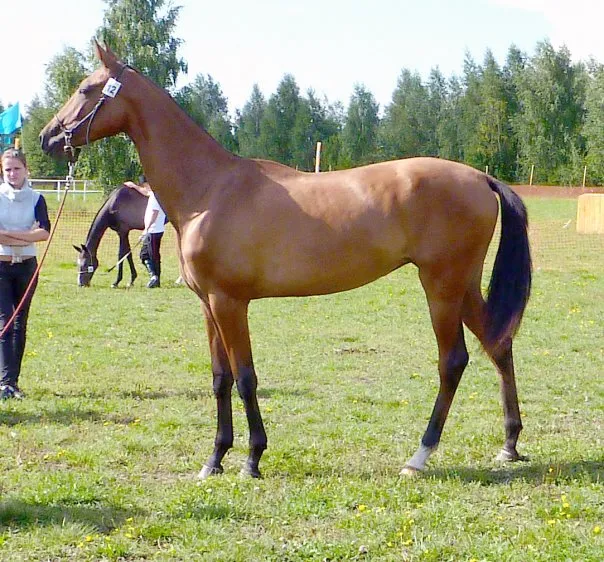 Le Akhal-Teke, le cheval doré au pelage métallique Le Akhal Teke l une des plus belles races de chevaux cheval dore 2 Le-Akhal-Teke-l-une-des-plus-belles-races-de-chevaux-cheval-dore-2