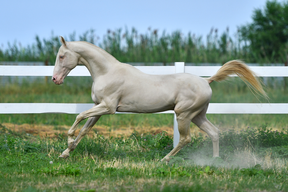 Le Akhal-Teke, le cheval doré au pelage métallique Le Akhal Teke l une des plus belles races de chevaux cheval dore 6 Le-Akhal-Teke-l-une-des-plus-belles-races-de-chevaux-cheval-dore-6