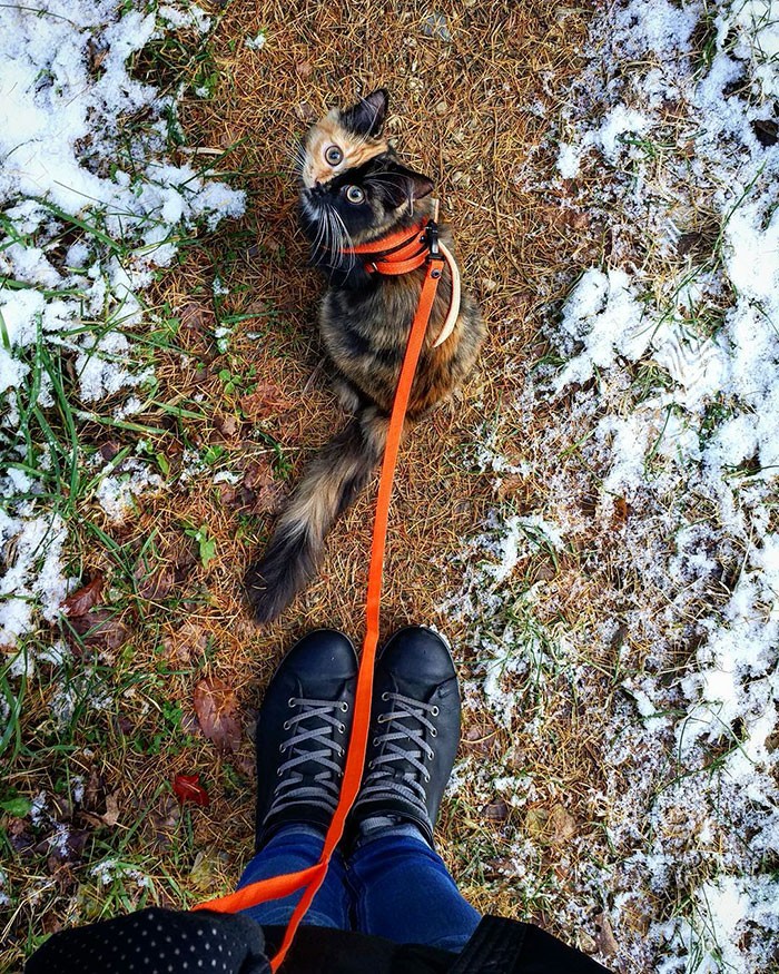 Yana, un charmant chaton biface Yana un charmant chaton biface 3 Yana un charmant chaton biface 3