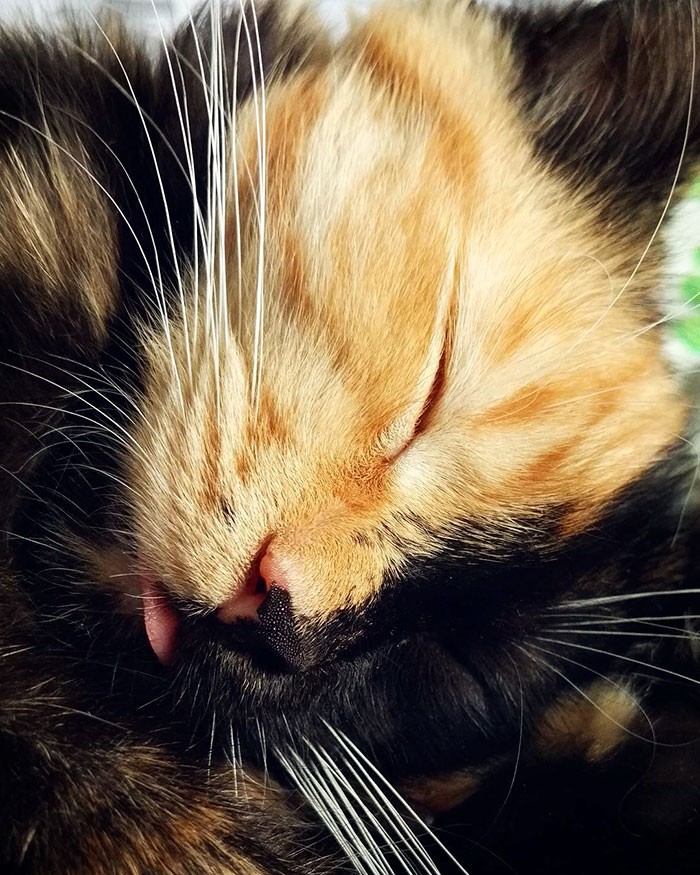 Yana, un charmant chaton biface Yana un charmant chaton biface 5 Yana un charmant chaton biface 5