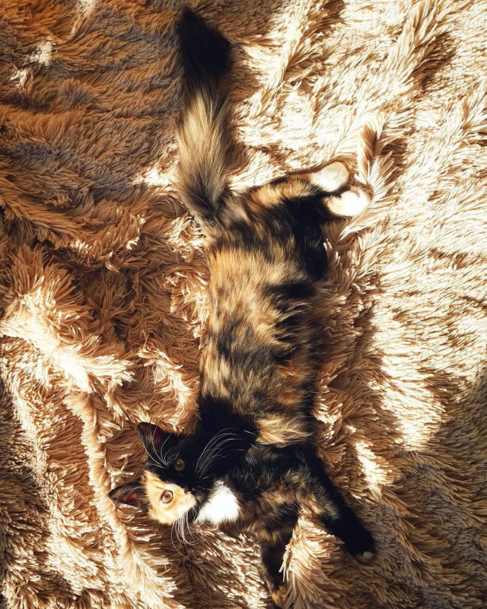 Yana, un charmant chaton biface Yana un charmant chaton biface 7 Yana un charmant chaton biface 7