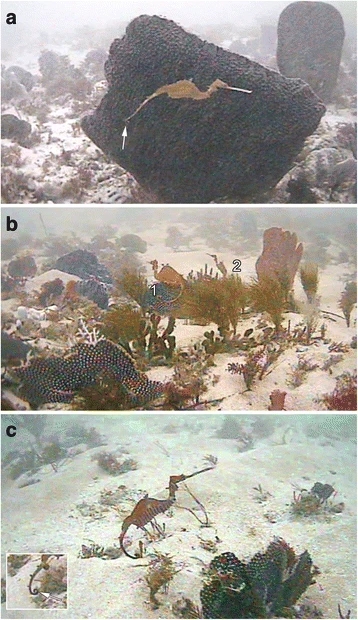Dragon de mer rubis Phyllopteryx dewysea dans son habitat naturel Dragon de mer rubis Phyllopteryx dewysea observé dans son habitat naturel