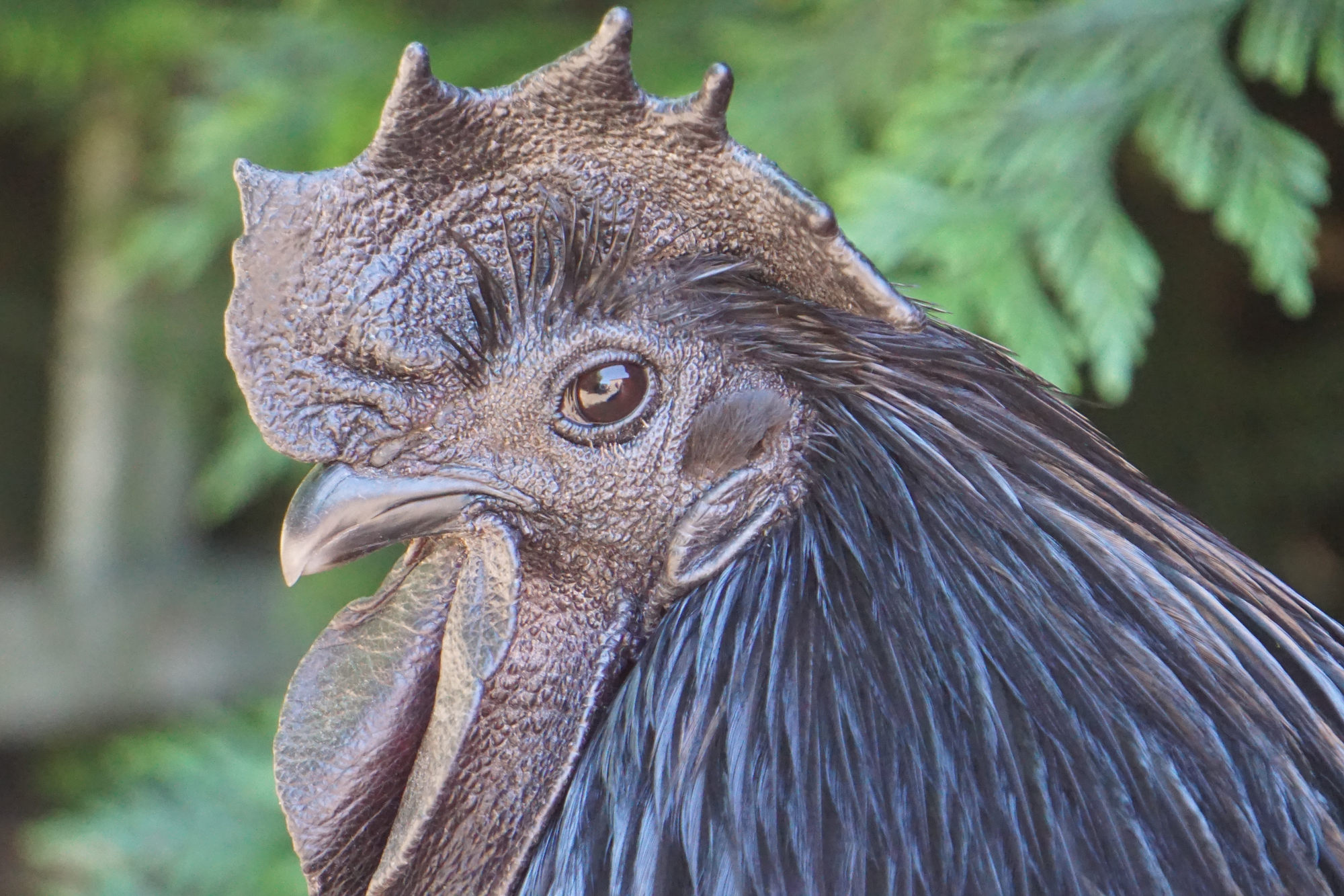 Le Ayam Cemani: un poulet noir aux allures mystiques Le Ayam Cemani un poulet noir de la crete aux pattes en passant par les os 2 1 Le-Ayam-Cemani-un-poulet-noir-de-la-crete-aux-pattes-en-passant-par-les-os-2-1.