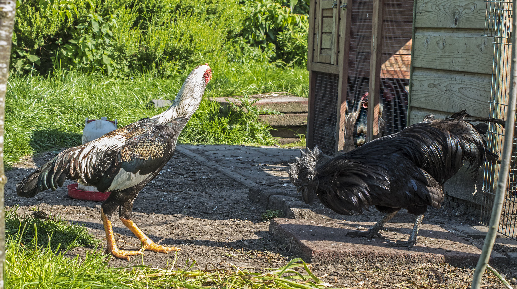 Le Ayam Cemani: un poulet noir aux allures mystiques Le Ayam Cemani un poulet noir de la crete aux pattes en passant par les os 6 1 Le-Ayam-Cemani-un-poulet-noir-de-la-crete-aux-pattes-en-passant-par-les-os-6-1