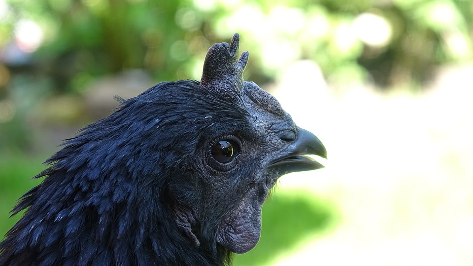 Le Ayam Cemani: un poulet noir aux allures mystiques Le Ayam Cemani un poulet noir de la crete aux pattes en passant par les os 7 1 Le-Ayam-Cemani-un-poulet-noir-de-la-crete-aux-pattes-en-passant-par-les-os-7-1