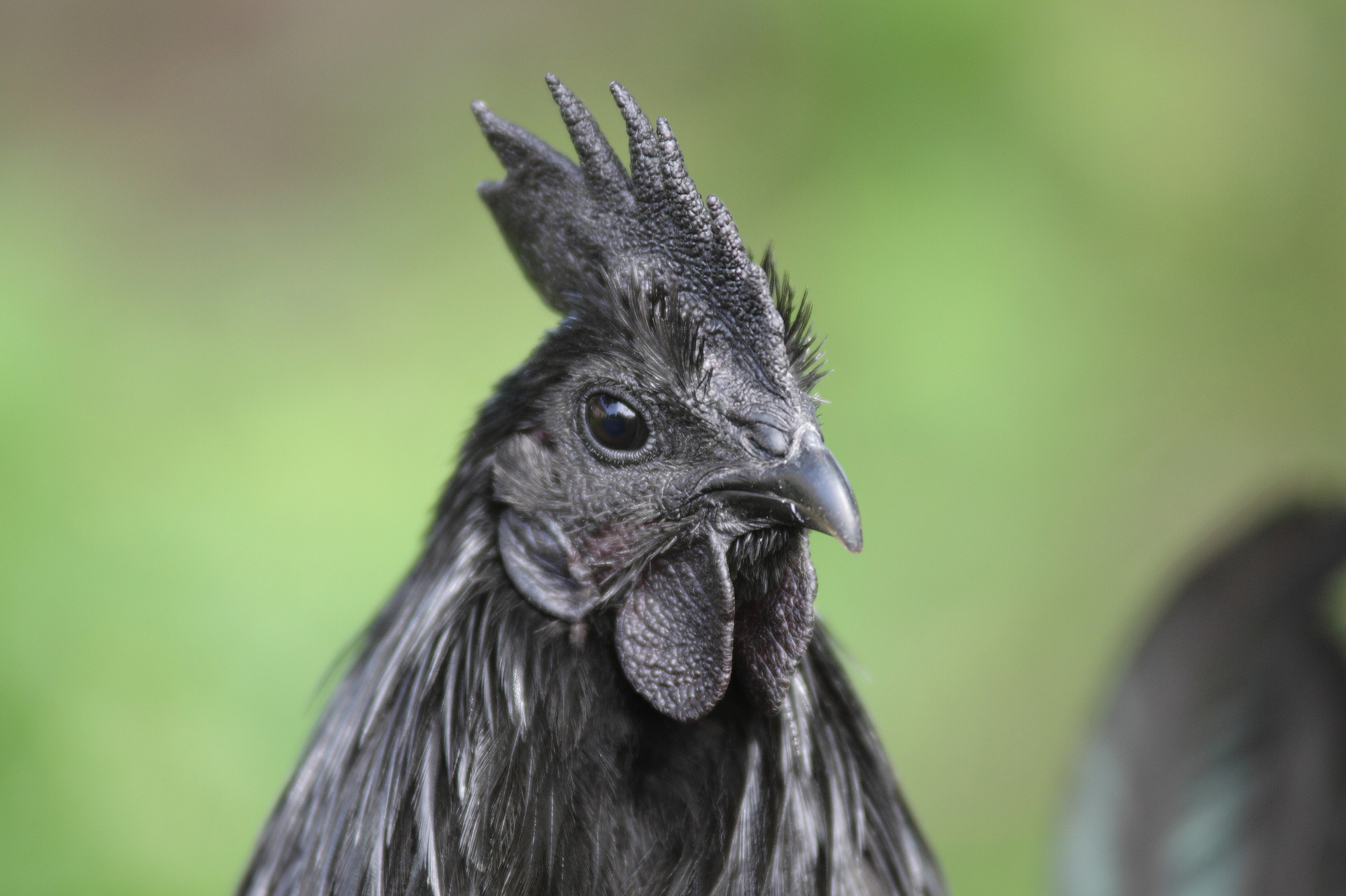 Le Ayam Cemani: un poulet noir aux allures mystiques Le Ayam Cemani un poulet noir de la crete aux pattes en passant par les os 8 Le-Ayam-Cemani-un-poulet-noir-de-la-crete-aux-pattes-en-passant-par-les-os-8