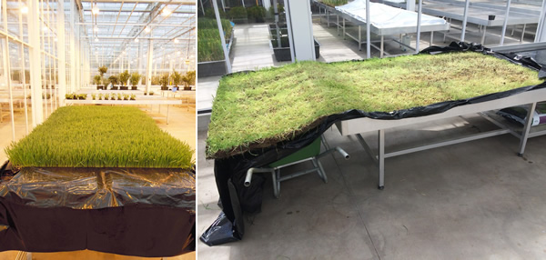 Des formes géométriques avec des racines de plantes par Diana Scherer des formes geometriques avec des racines de plantes par Diana Scherer 1 Des formes géométriques avec des racines de plantes par Diana Scherer 1