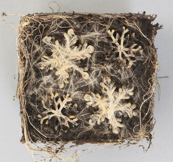 Des formes géométriques avec des racines de plantes par Diana Scherer des formes geometriques avec des racines de plantes par Diana Scherer 6 Des formes géométriques avec des racines de plantes par Diana Scherer 6